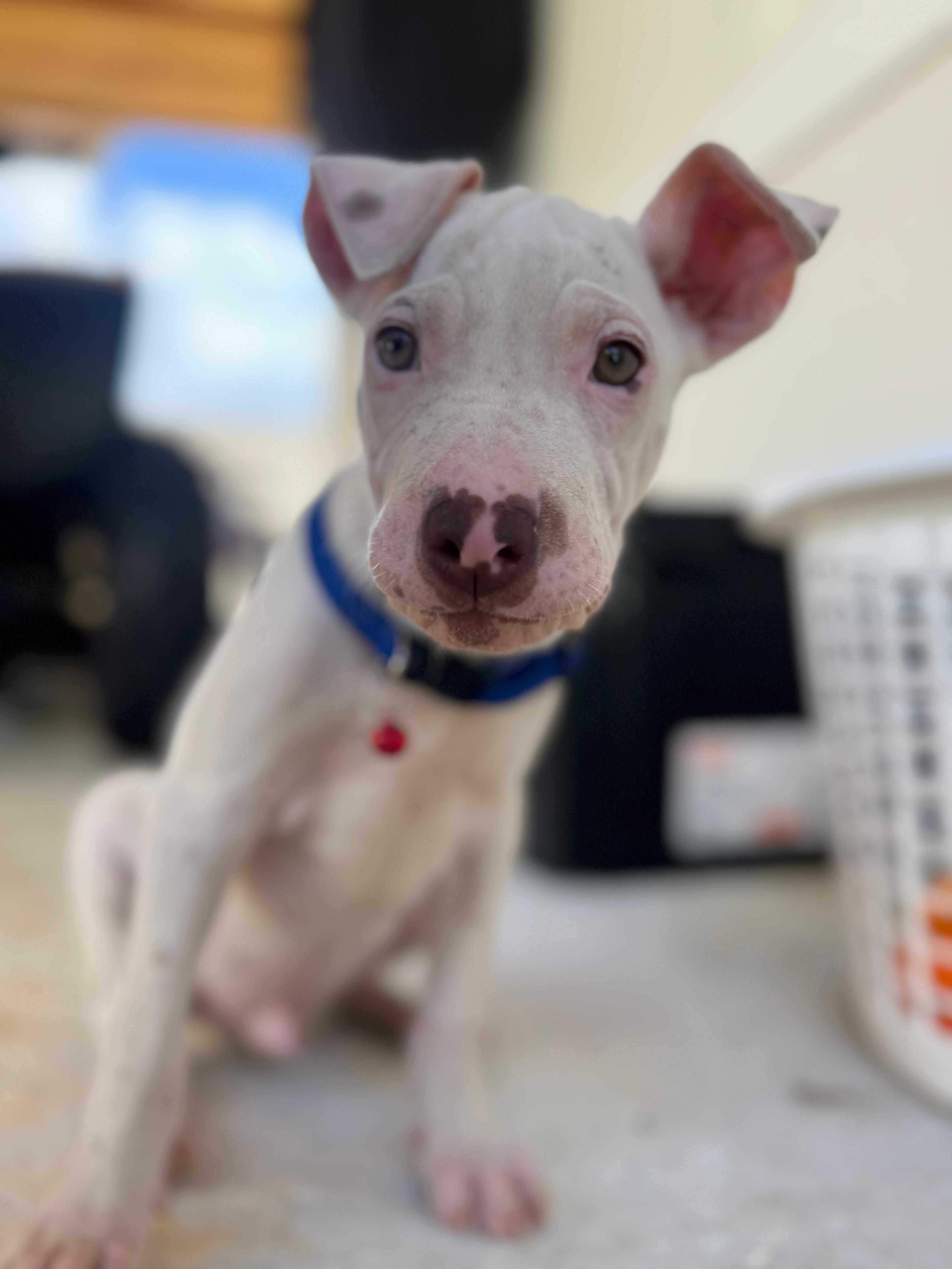 Enlarge Dewey, The Curious Brother, a Adoptable mixed breed in PLEASANTVILLE, NY image 4/6