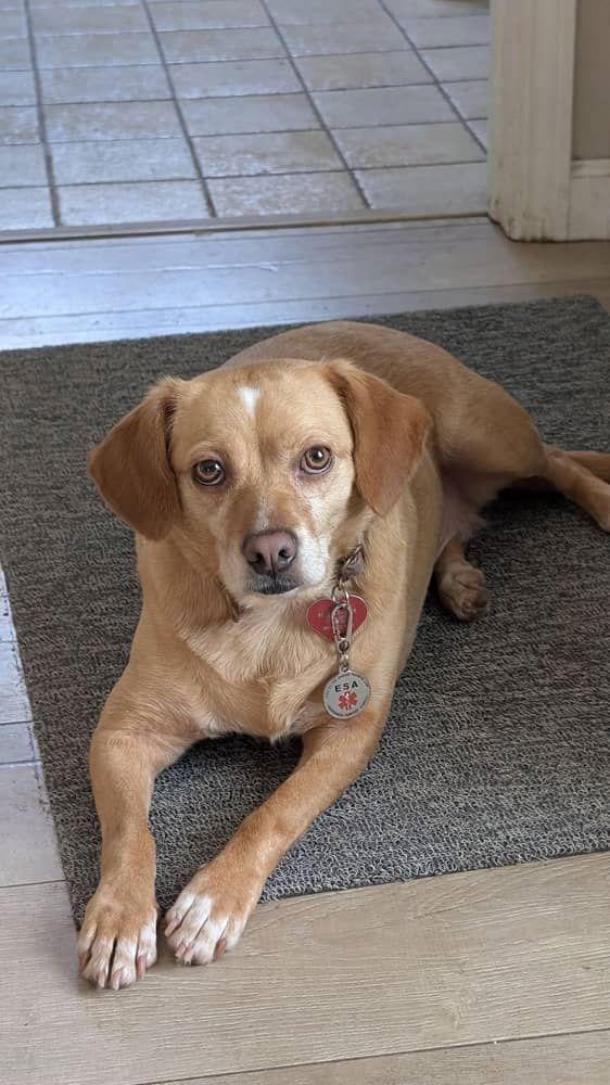 Enlarge POPPY, a Adopted Beagle in Agoura Hills, CA image 1/1