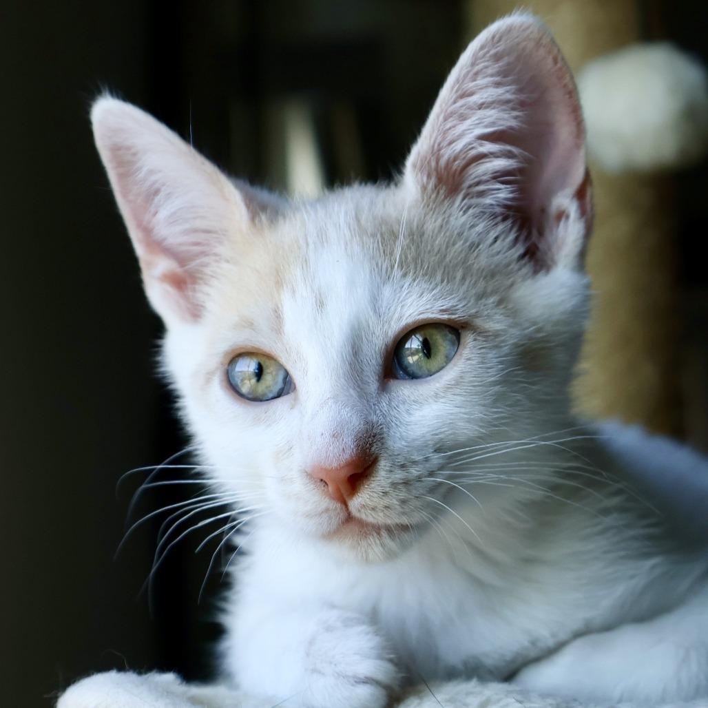 Angelica, Adoptable, Kitten Female Domestic Short Hair.