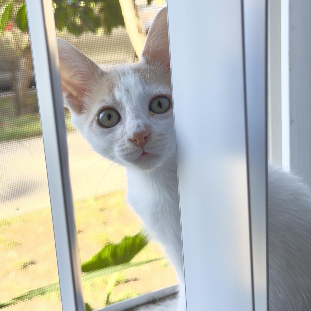 Angelica, a Adoptable Domestic Short Hair in Costa Mesa, CA image 2/4