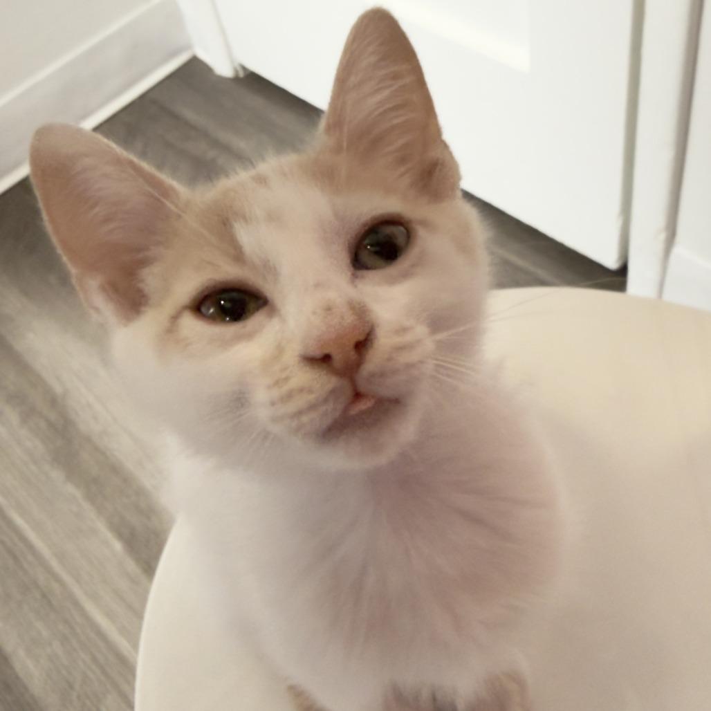 Angelica, a Adoptable Domestic Short Hair in Costa Mesa, CA image 3/4