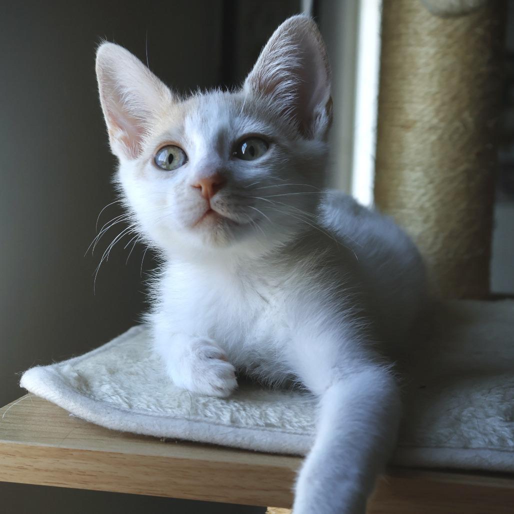 Angelica, a Adoptable Domestic Short Hair in Costa Mesa, CA image 4/4