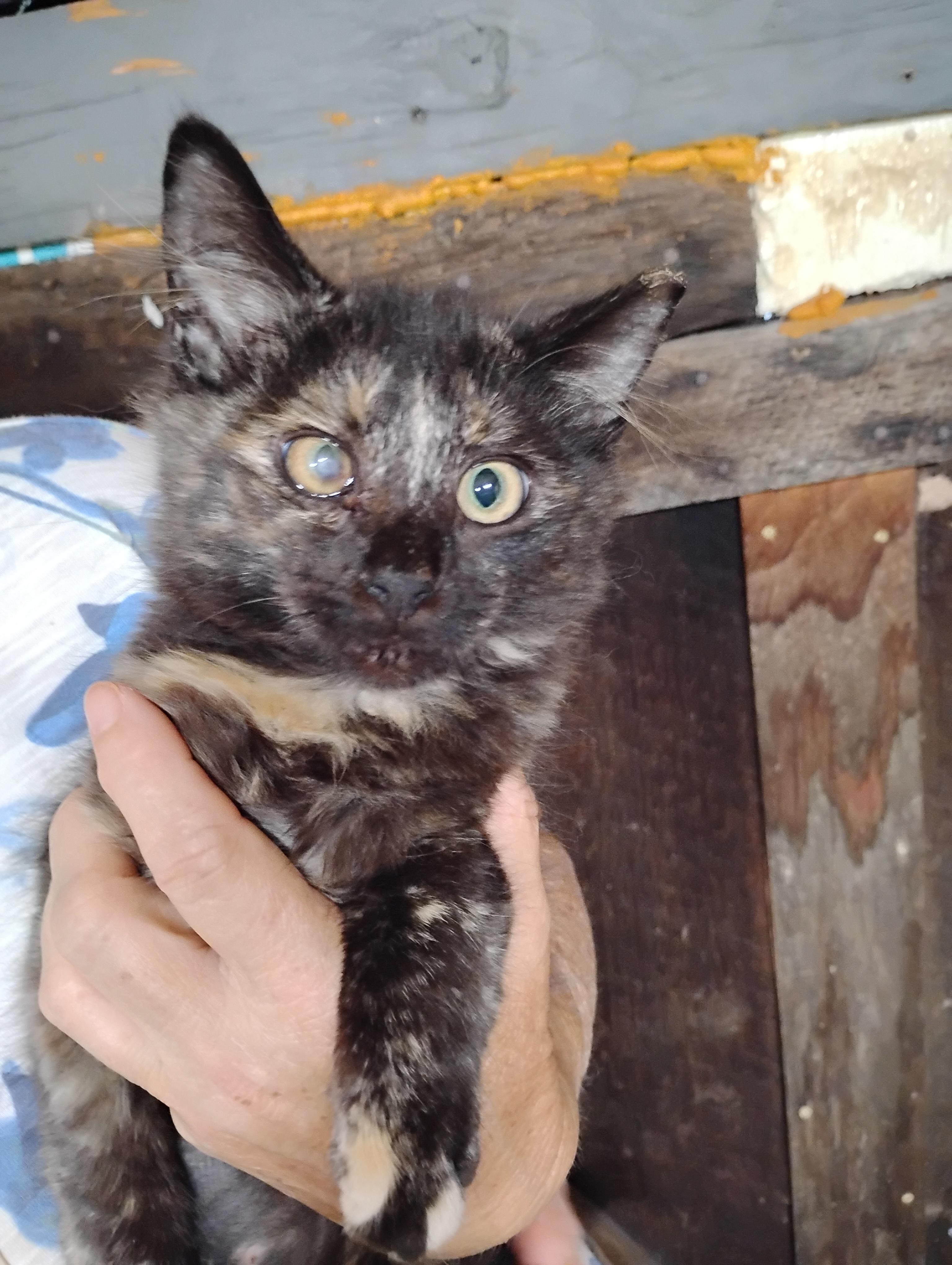 Lucy, Adoptable, Kitten Female Domestic Medium Hair.