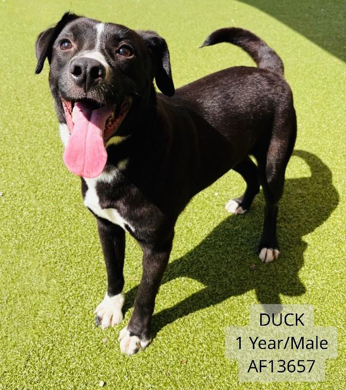 Enlarge Duck, a Adoptable mixed breed in Supply, NC image 1/2