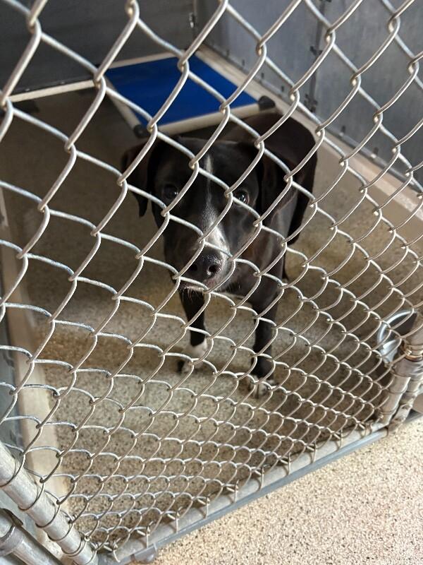 Enlarge Duck, a Adoptable mixed breed in Supply, NC image 2/2