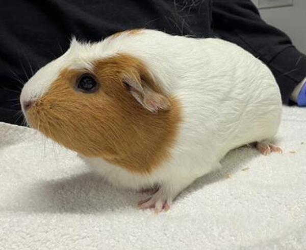 Millie, Adoptable, Young Female Guinea Pig.