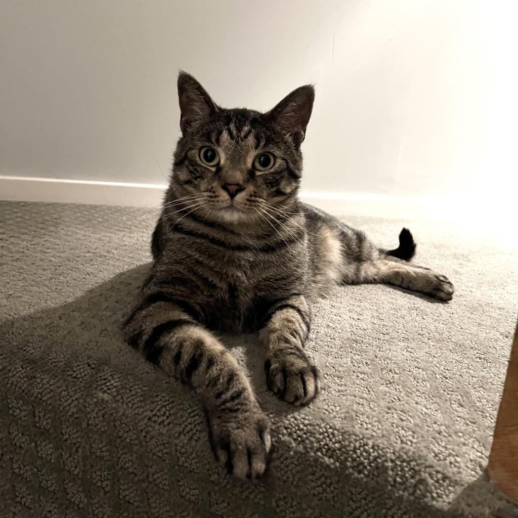 Wonder, Adoptable, Adult Male Domestic Short Hair.