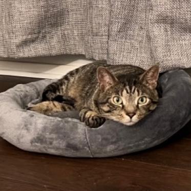 Enlarge Wonder, a Adoptable Domestic Short Hair in Pittsburgh, PA image 2/6