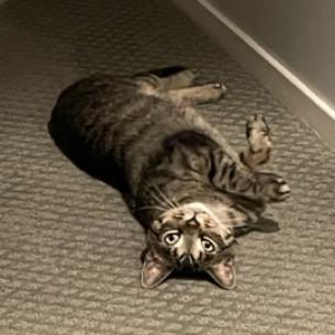 Enlarge Wonder, a Adoptable Domestic Short Hair in Pittsburgh, PA image 3/6