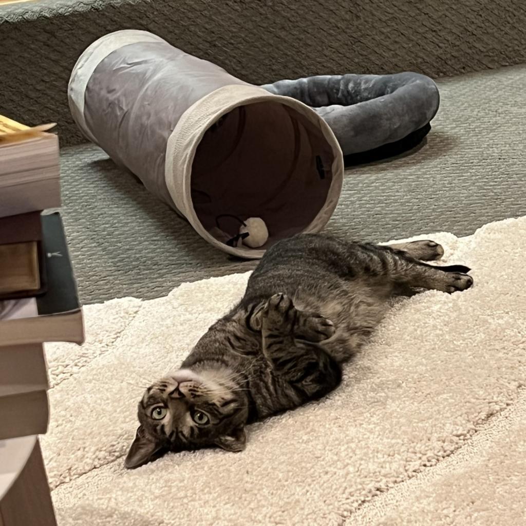 Enlarge Wonder, a Adoptable Domestic Short Hair in Pittsburgh, PA image 4/6