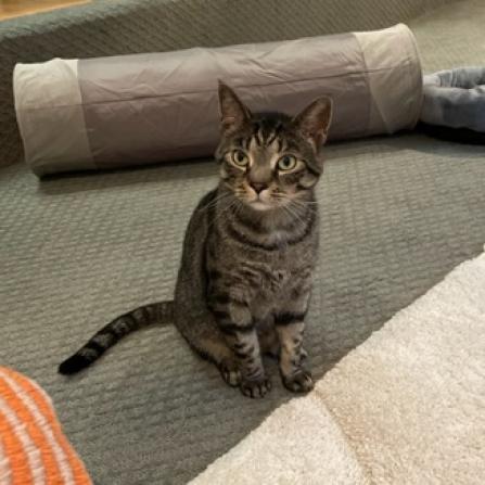 Enlarge Wonder, a Adoptable Domestic Short Hair in Pittsburgh, PA image 5/6