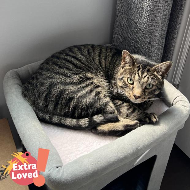 Enlarge Wonder, a Adoptable Domestic Short Hair in Pittsburgh, PA image 6/6