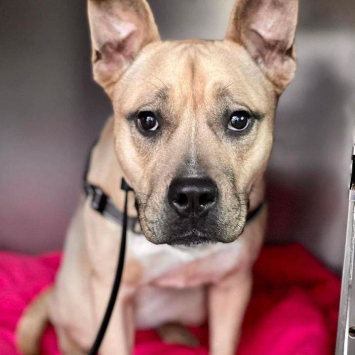 Cardi, Adoptable, Adult Female Pit Bull Terrier & Husky.