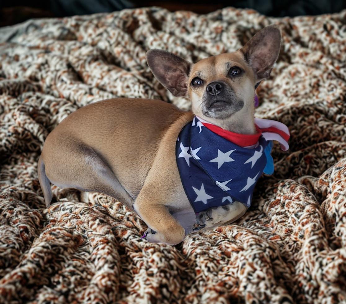 Gallagher, an adoptable Chihuahua in Berthoud, CO, 80513 | Photo Image 1