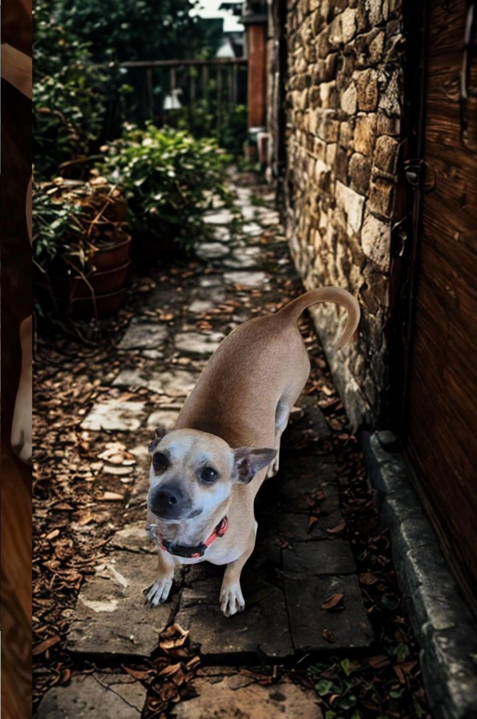 Gallagher, an adoptable Chihuahua in Berthoud, CO, 80513 | Photo Image 4