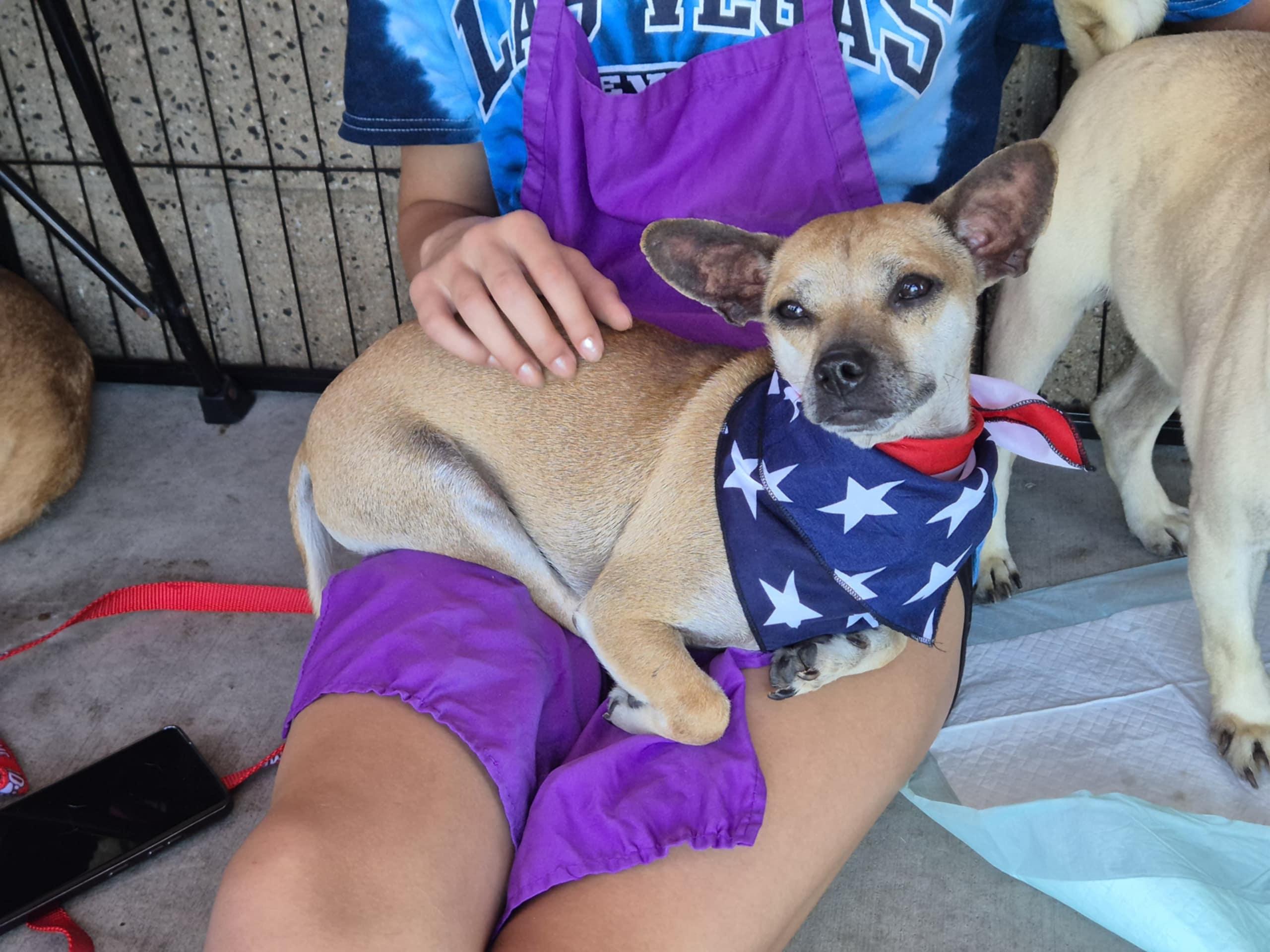 Gallagher, an adoptable Chihuahua in Berthoud, CO, 80513 | Photo Image 6
