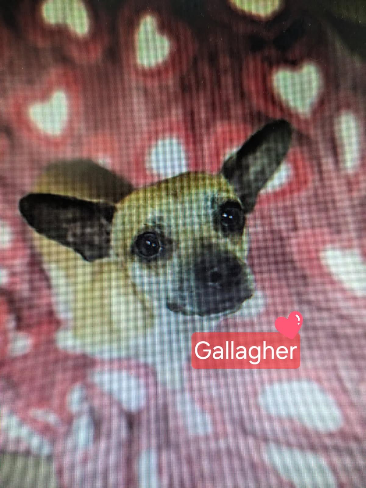 Gallagher, an adoptable Chihuahua in Berthoud, CO, 80513 | Photo Image 5