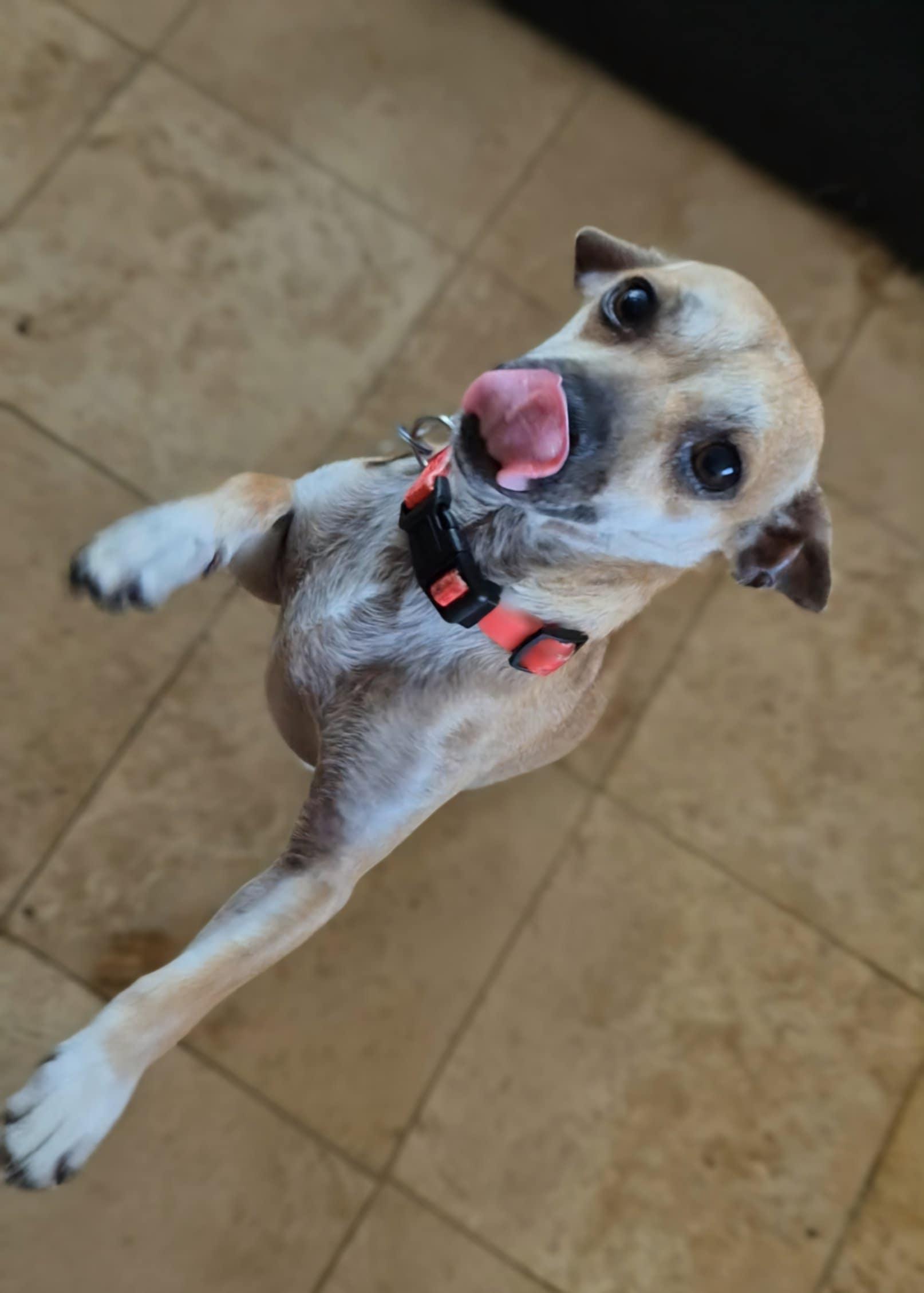 Gallagher, an adoptable Chihuahua in Berthoud, CO, 80513 | Photo Image 2