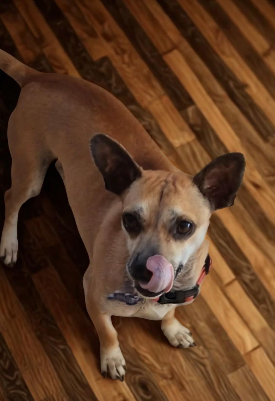 Gallagher, an adoptable Chihuahua in Berthoud, CO, 80513 | Photo Image 3