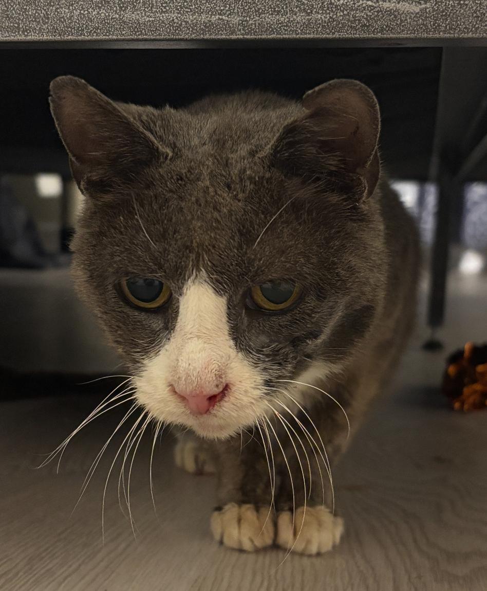 Millie, ADOPTABLE, Senior Female Domestic Short Hair.