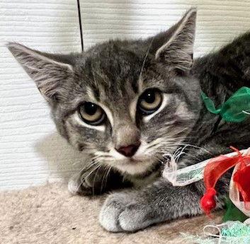 Enlarge Krackel, a Adoptable mixed breed in Ringwood, NJ image 2/3