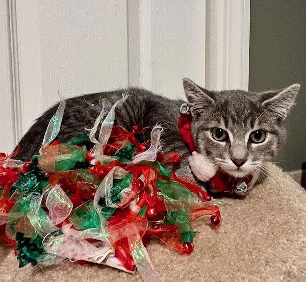 Enlarge Krackel, a Adoptable mixed breed in Ringwood, NJ image 3/3