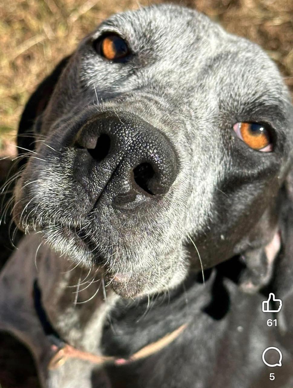 Enlarge Naji, an adopted mixed breed in Ossining, NY image 2/2