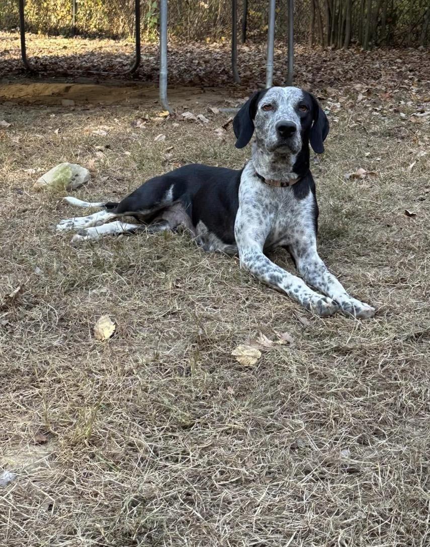 Enlarge Naji, an adopted mixed breed in Ossining, NY image 1/2