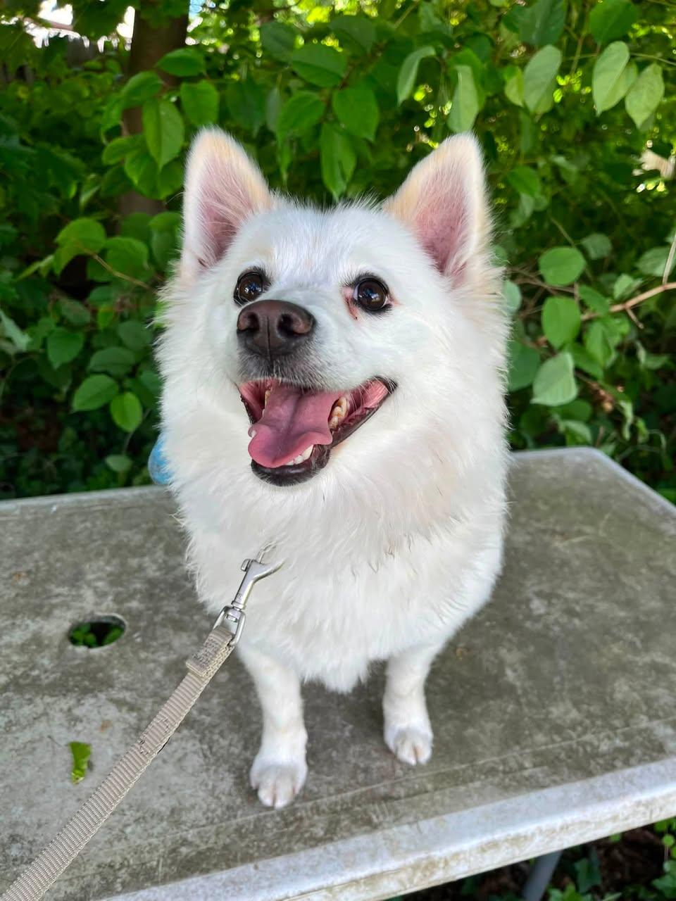 Enlarge Rocky, a Adopted American Eskimo Dog in Torrington, CT image 1/4