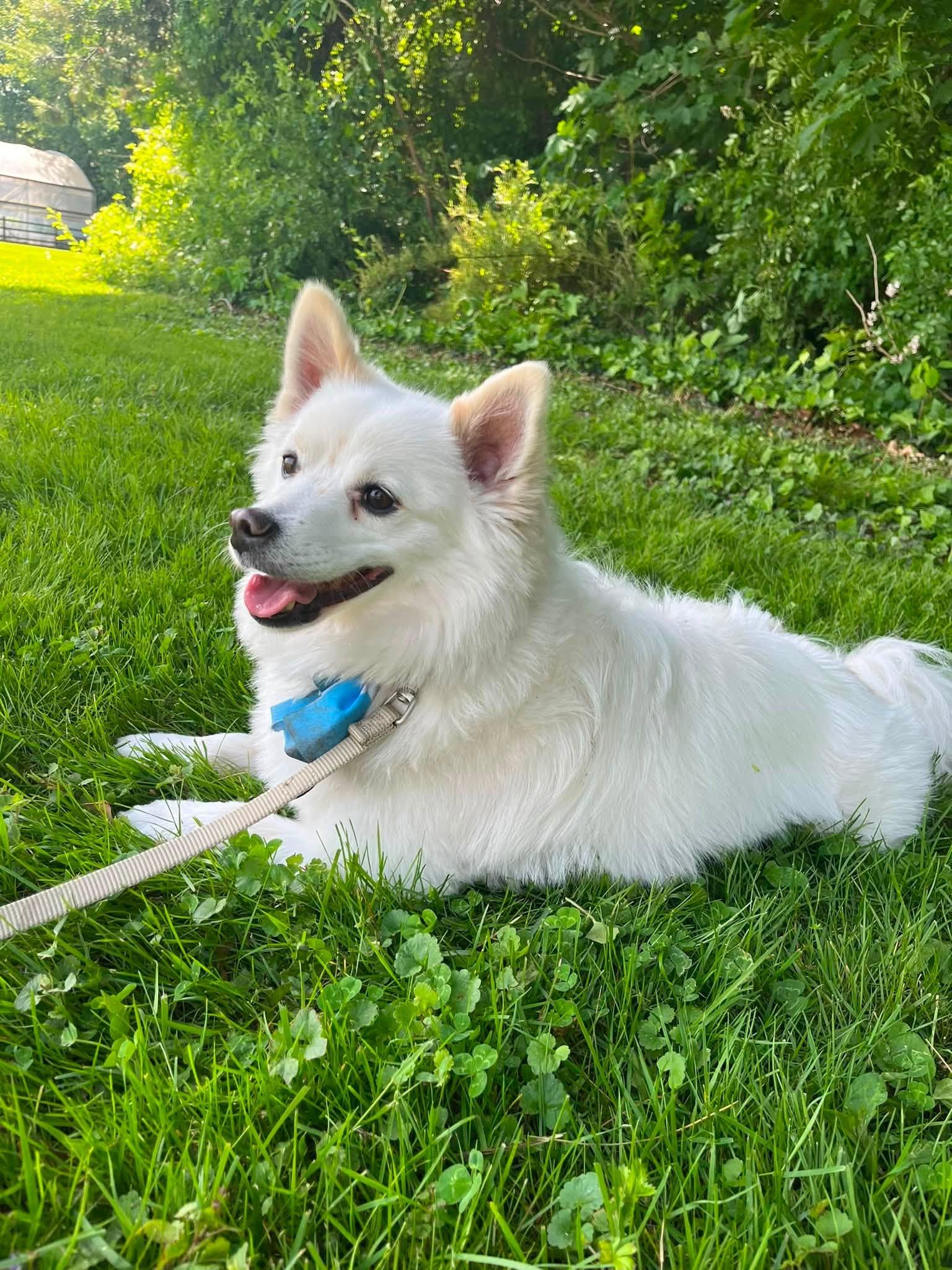 Enlarge Rocky, a Adopted American Eskimo Dog in Torrington, CT image 2/4