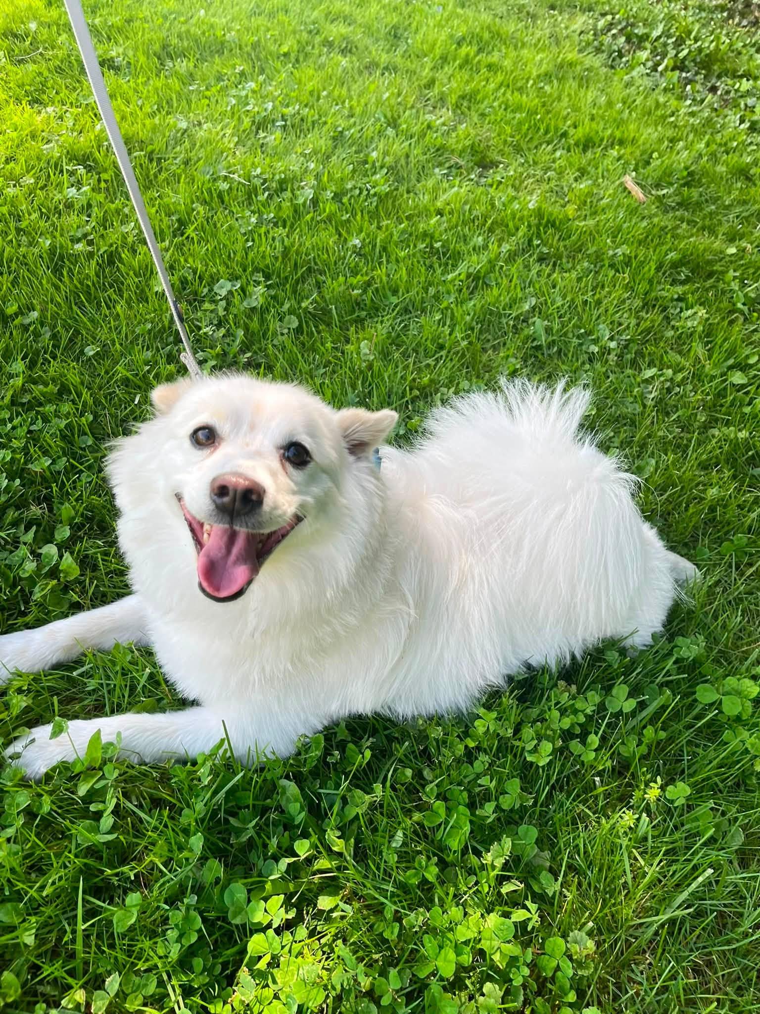 Enlarge Rocky, a Adopted American Eskimo Dog in Torrington, CT image 4/4