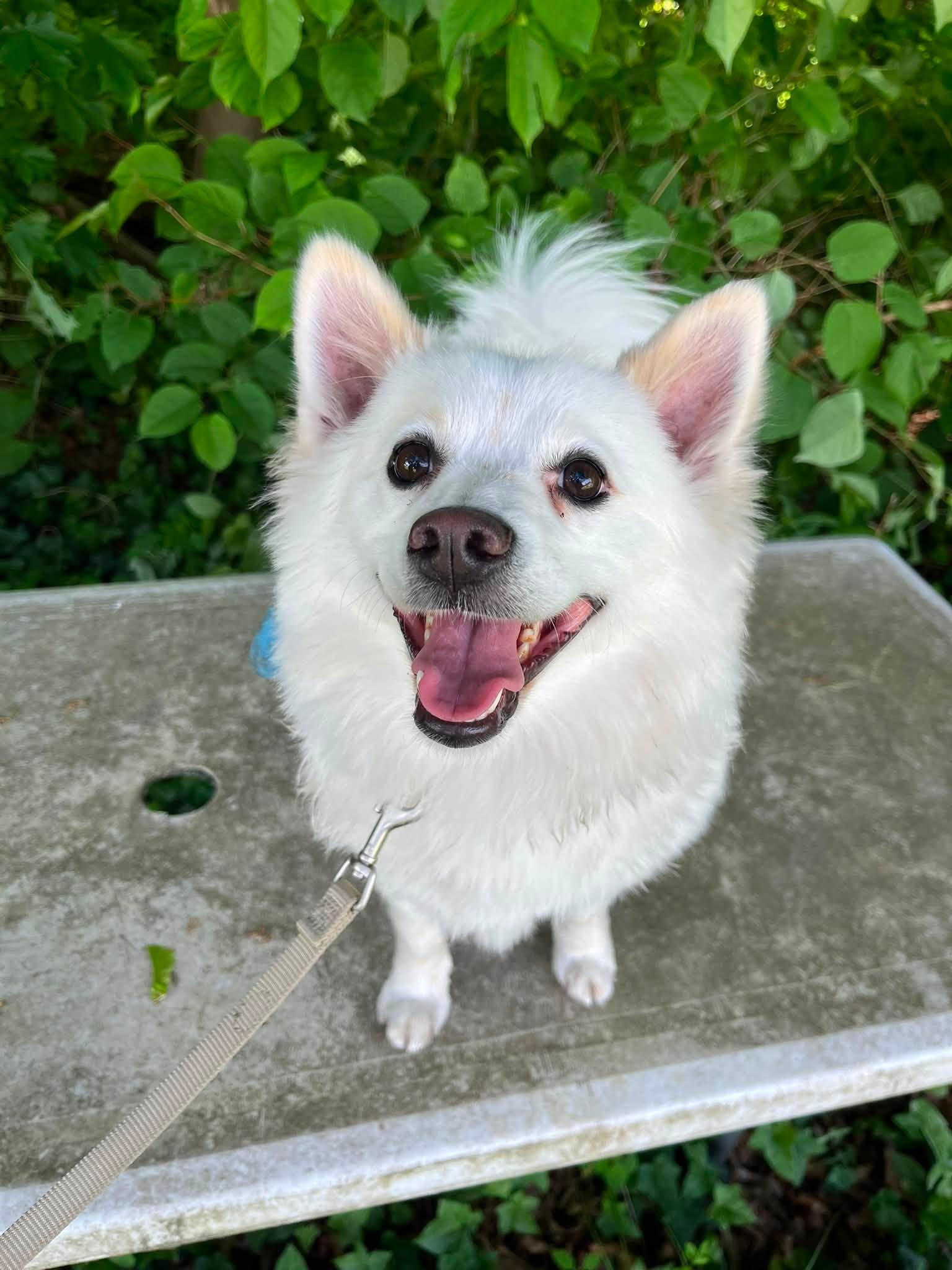 Enlarge Rocky, a Adopted American Eskimo Dog in Torrington, CT image 3/4
