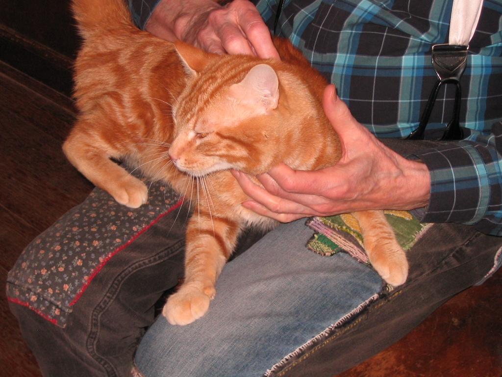 Enlarge Bubba, a ADOPTABLE Domestic Short Hair in Brooklyn, NY image 3/3