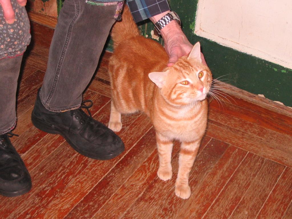 Enlarge Bubba, a ADOPTABLE Domestic Short Hair in Brooklyn, NY image 2/3