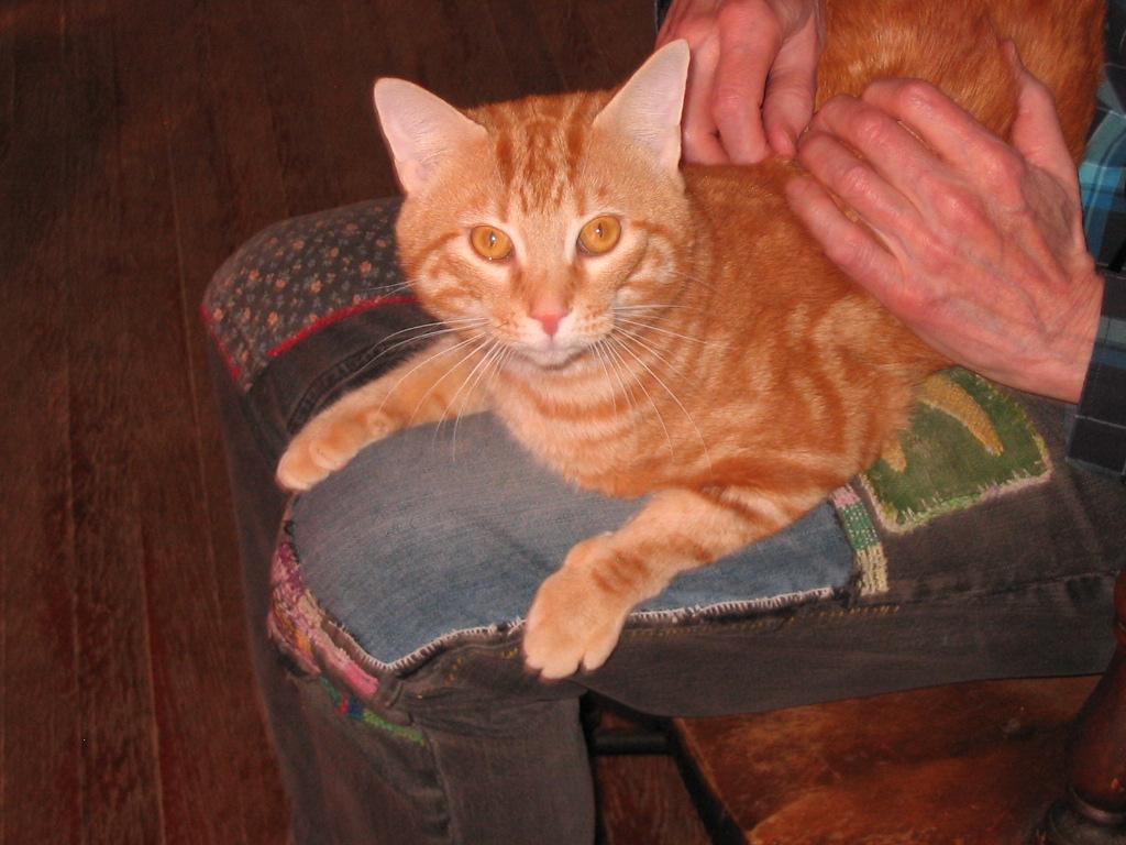 Enlarge Bubba, a ADOPTABLE Domestic Short Hair in Brooklyn, NY image 1/3