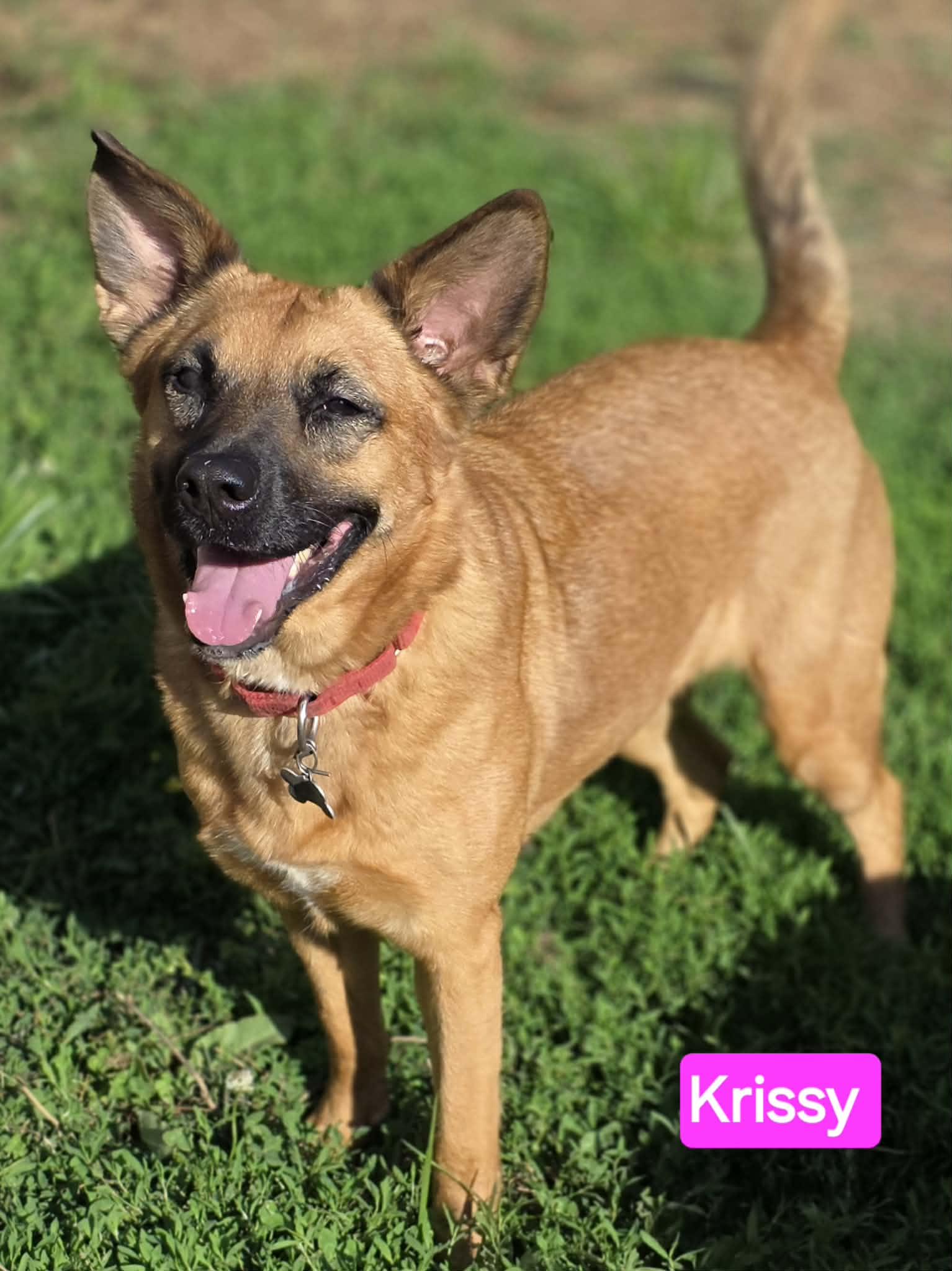 Enlarge Krissy, a Adoptable mixed breed in Spring Hill, TN image 3/6