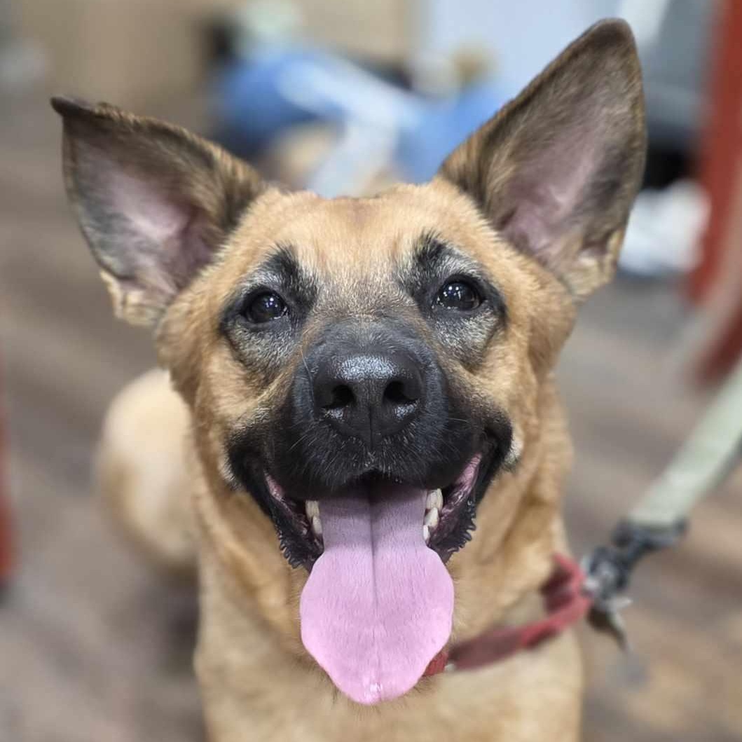 Enlarge Krissy, a Adoptable mixed breed in Spring Hill, TN image 5/6