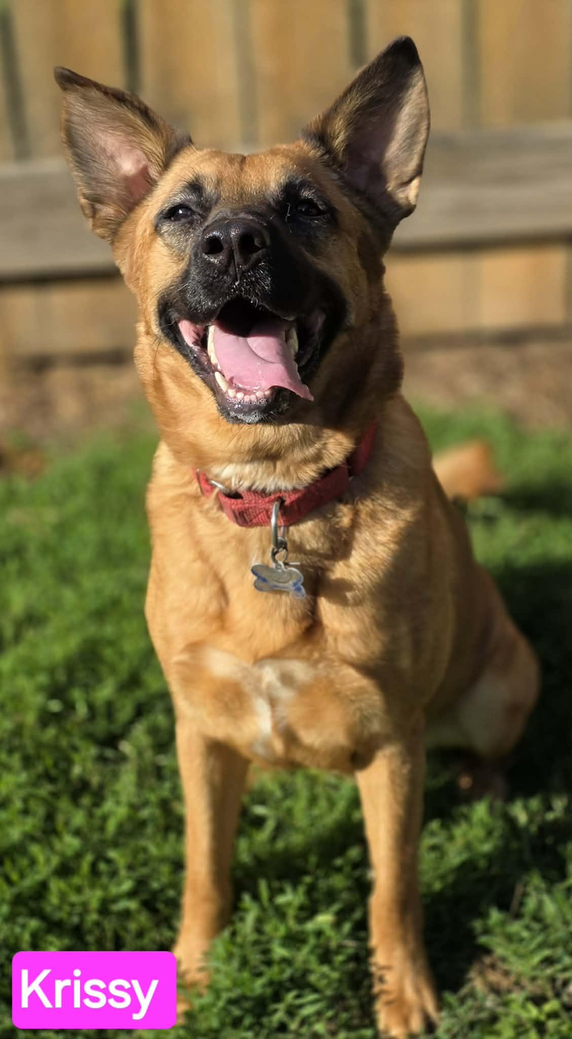 Enlarge Krissy, a Adoptable mixed breed in Spring Hill, TN image 4/6