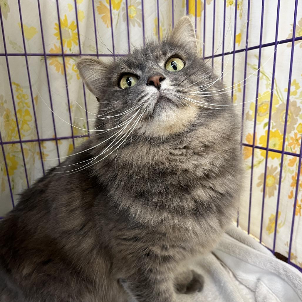 Enlarge Fantasy Football, a Adoptable Domestic Long Hair in Bedford, NH image 1/3