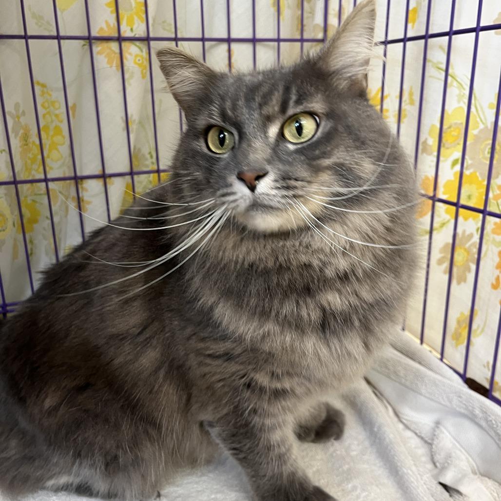 Enlarge Fantasy Football, a Adoptable Domestic Long Hair in Bedford, NH image 2/3