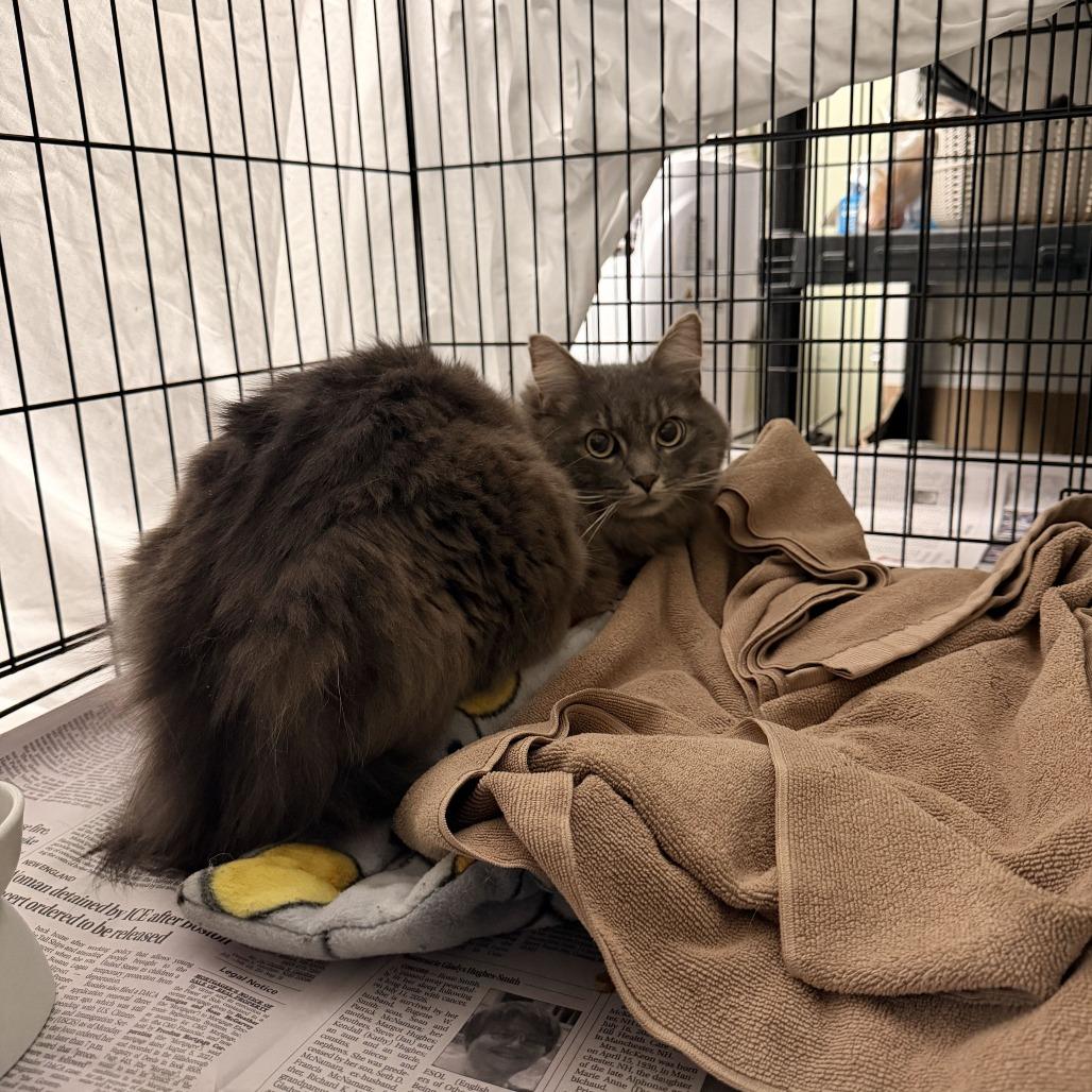 Enlarge Fantasy Football, a Adoptable Domestic Long Hair in Bedford, NH image 3/3