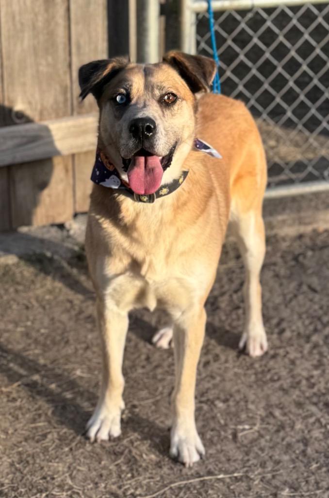 Katara, Adoptable, Adult Female Husky.