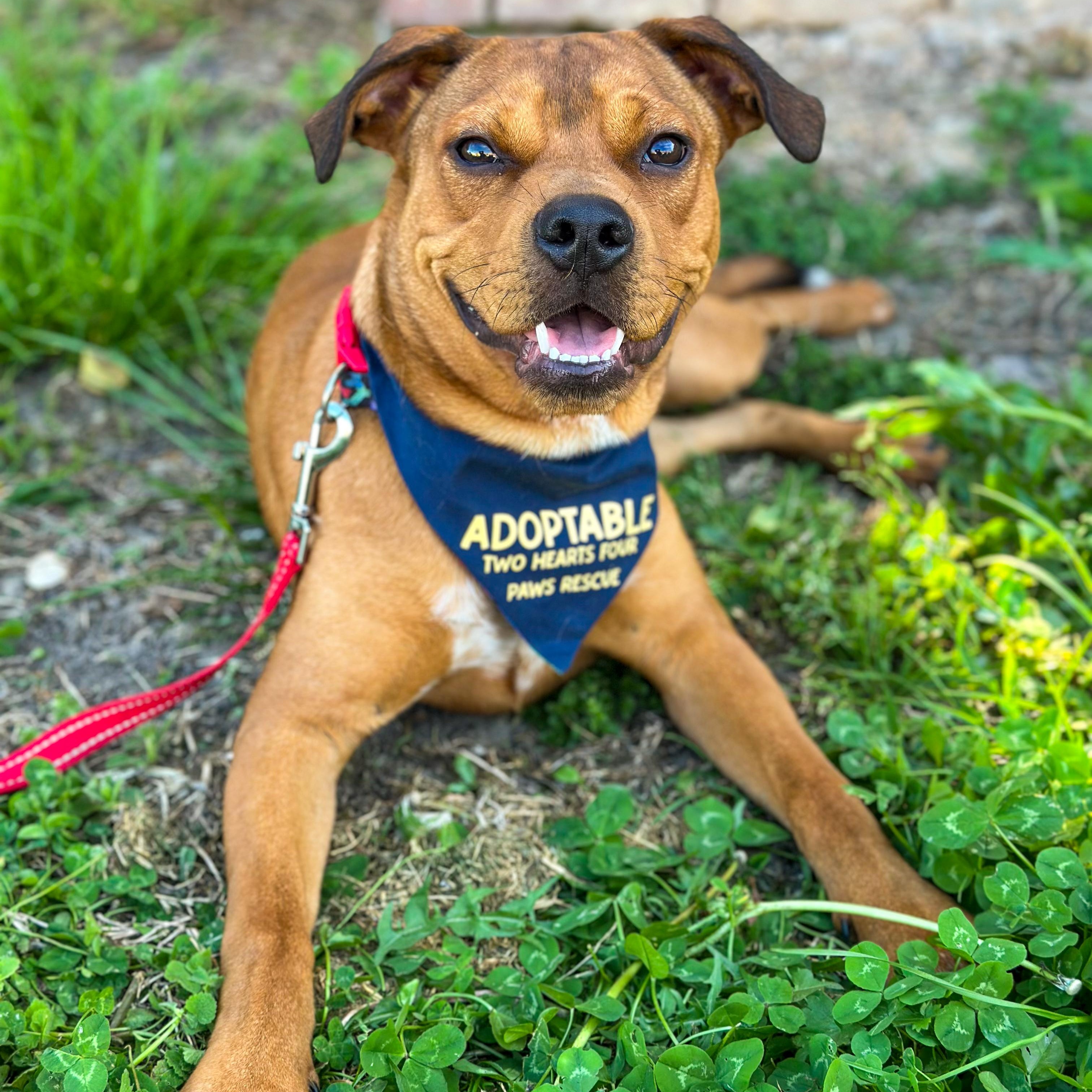 Cinnamon , ADOPTABLE, Puppy Male Pit Bull Terrier.