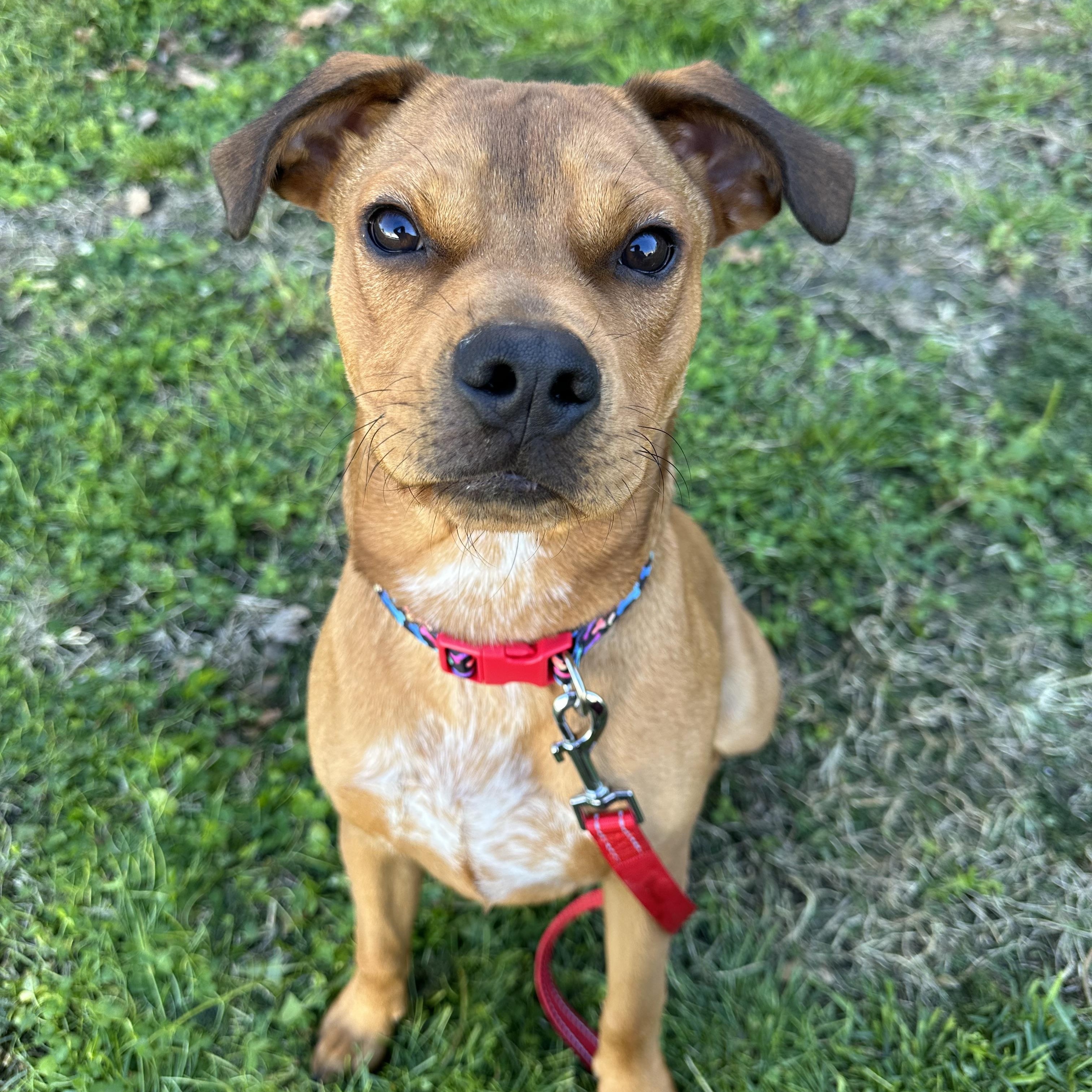 Enlarge Cinnamon , a ADOPTABLE mixed breed in Charleston , WV image 3/6