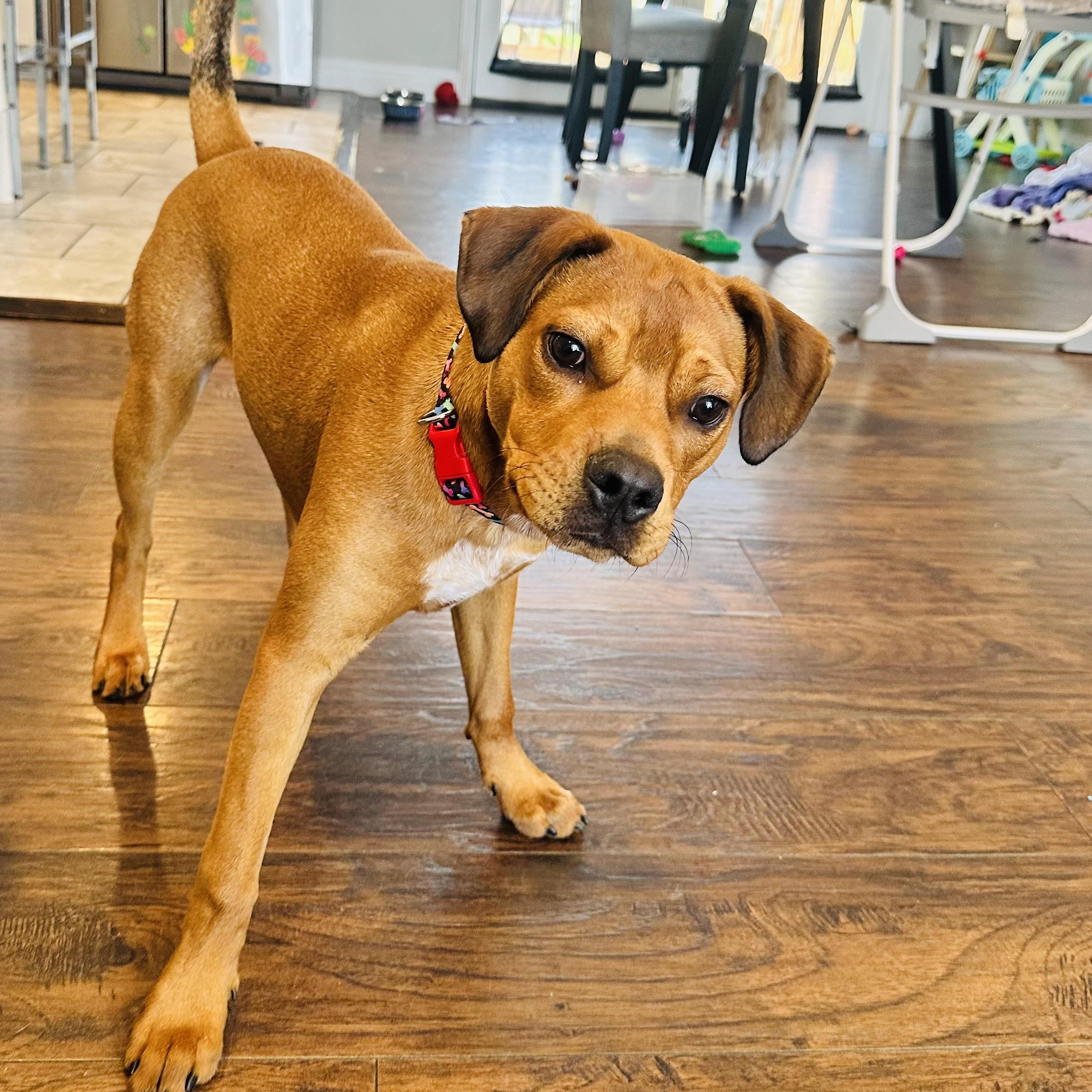 Enlarge Cinnamon , a ADOPTABLE mixed breed in Charleston , WV image 4/6