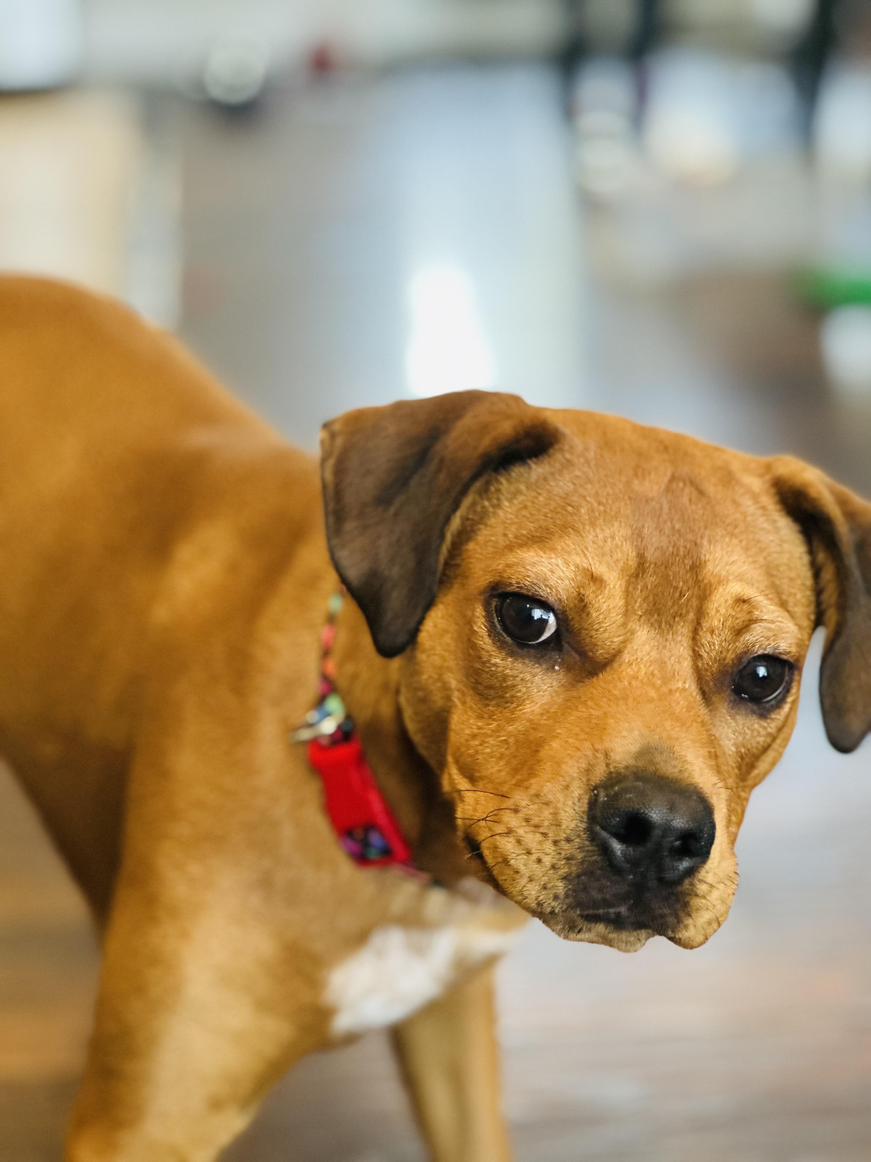Enlarge Cinnamon , a ADOPTABLE mixed breed in Charleston , WV image 6/6