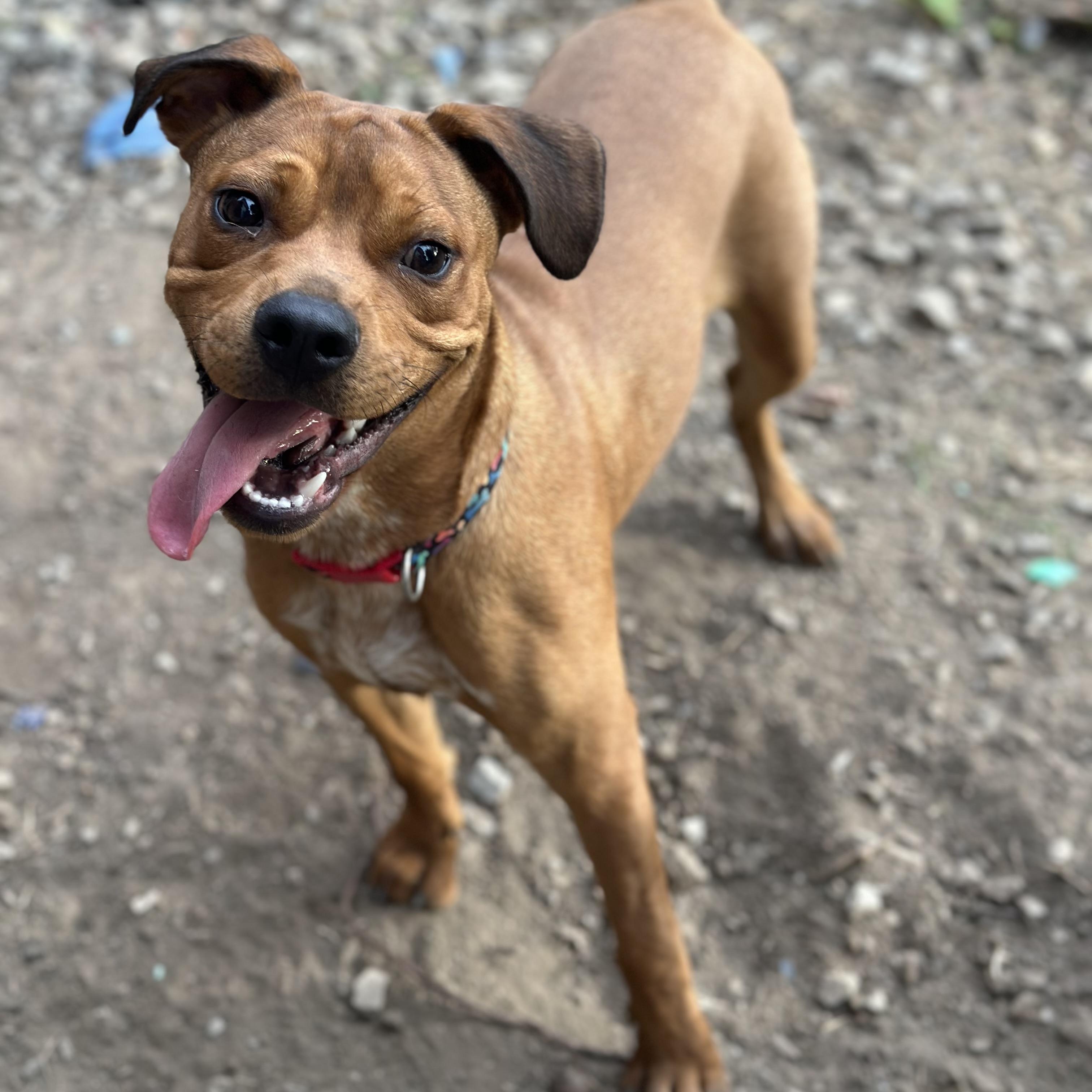 Enlarge Cinnamon , a ADOPTABLE mixed breed in Charleston , WV image 2/6