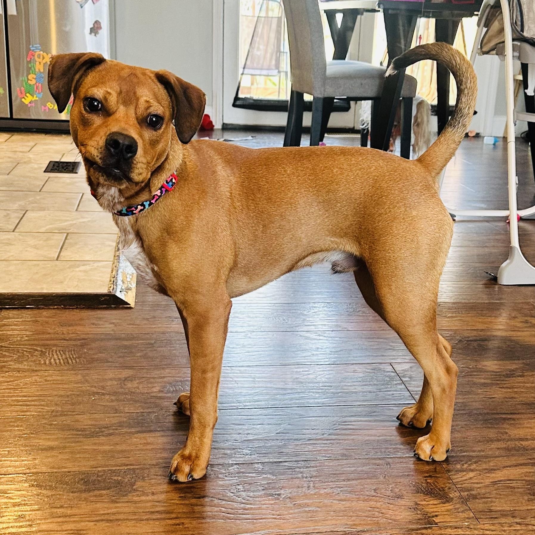 Enlarge Cinnamon , a ADOPTABLE mixed breed in Charleston , WV image 5/6