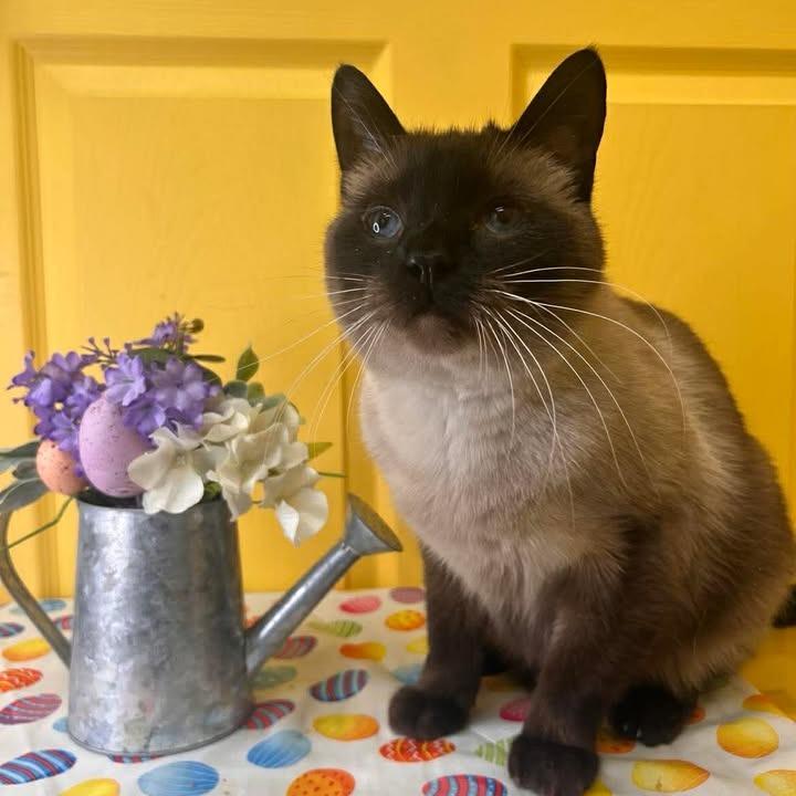Ash, Adoptable, Adult Male Siamese & Domestic Short Hair.