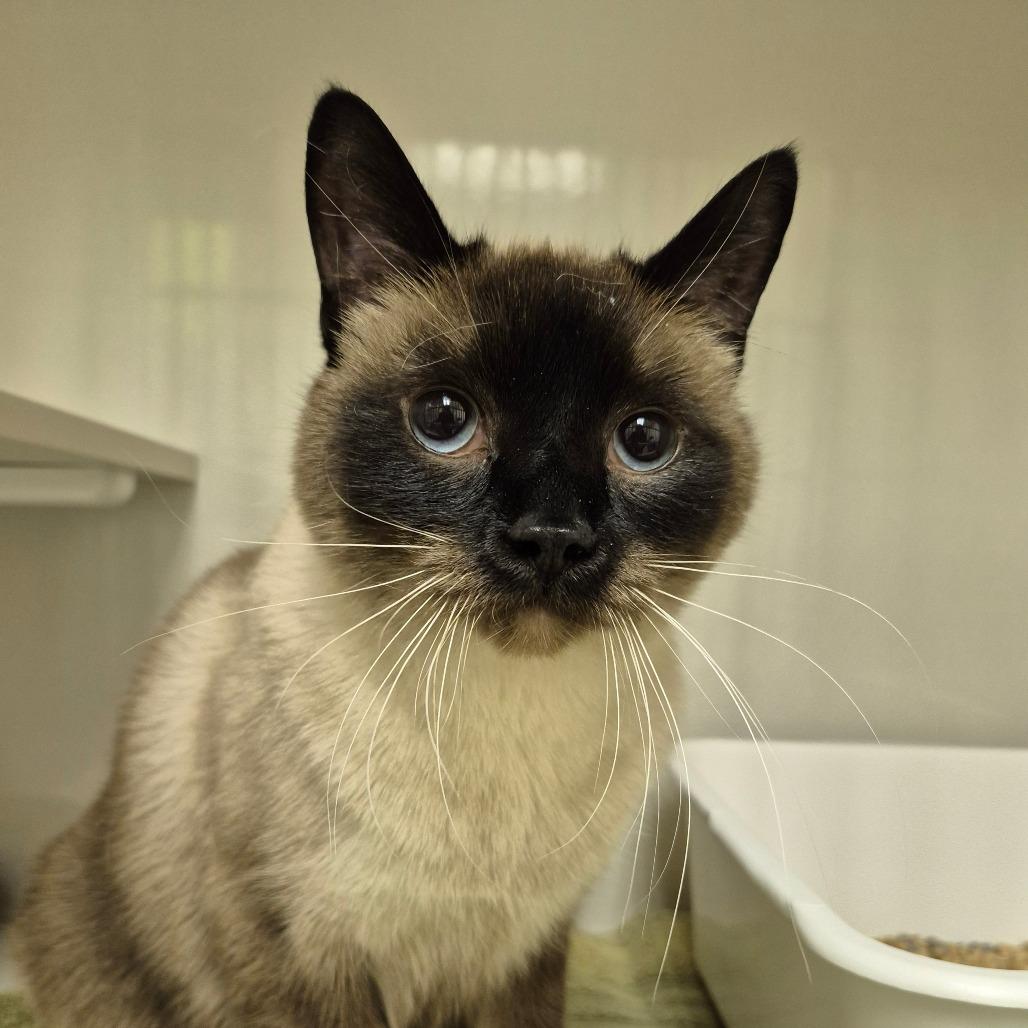 Ash, a Adoptable mixed breed in Drumheller, AB image 2/2